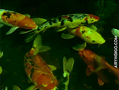 Natural Water Cleaner – Naturalny środek czyszczący do wody z alg slider